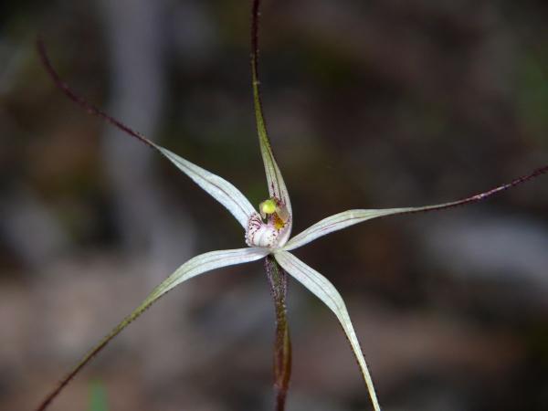 Arachnorchis capillata - White Daddy Long Legs.jpg